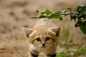 阿拉善蝮作为中国毒性最强的蝮蛇，它们的天敌居然是荒漠猫图片