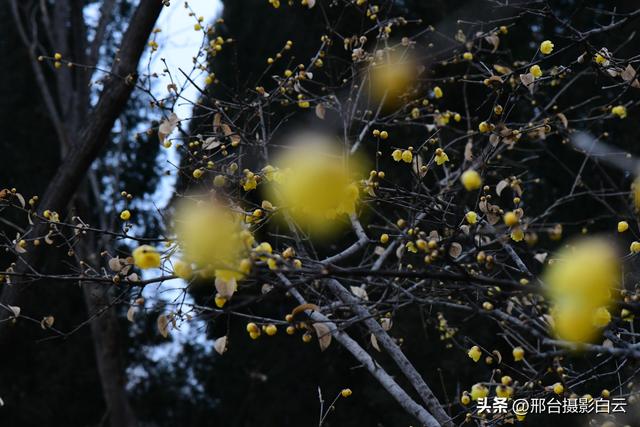 达活泉公园腊梅（美图）