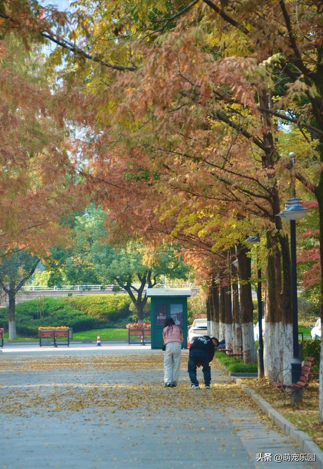 汉口江边池杉换装了，秋日暖橘色叶片，随手一拍都是绝美画面