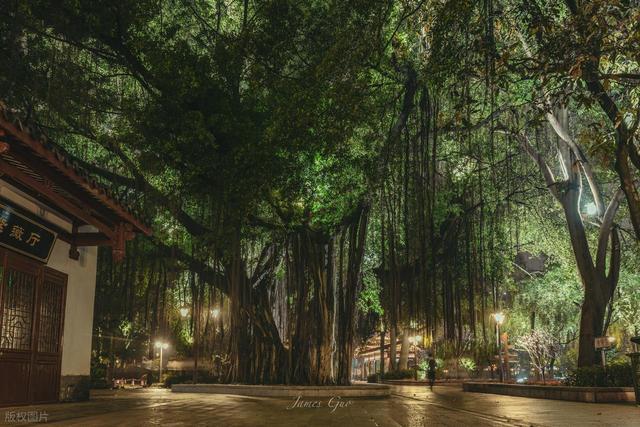 原来海边城市可以这么安静！福州：满城榕树下，藏着最真实的闽都