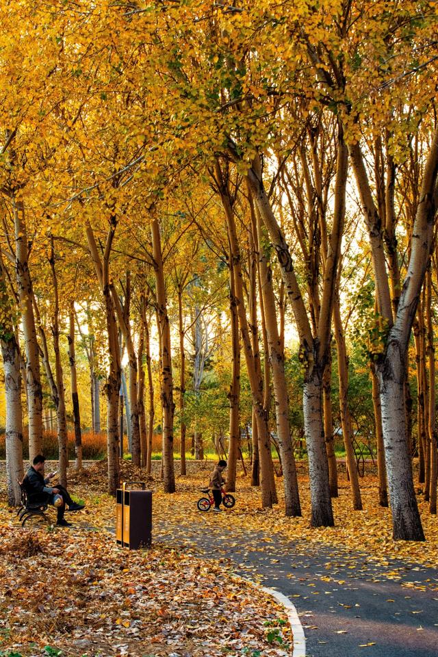 北京秋天金黄色的秘境公园，不收费的东坝郊野，已美成金色海洋