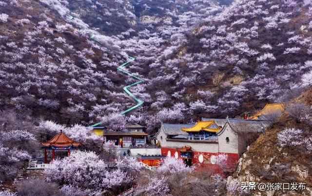 张家口市春日赏花攻略