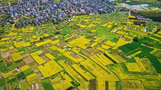 超全！陕西各地春日花海赴约指南