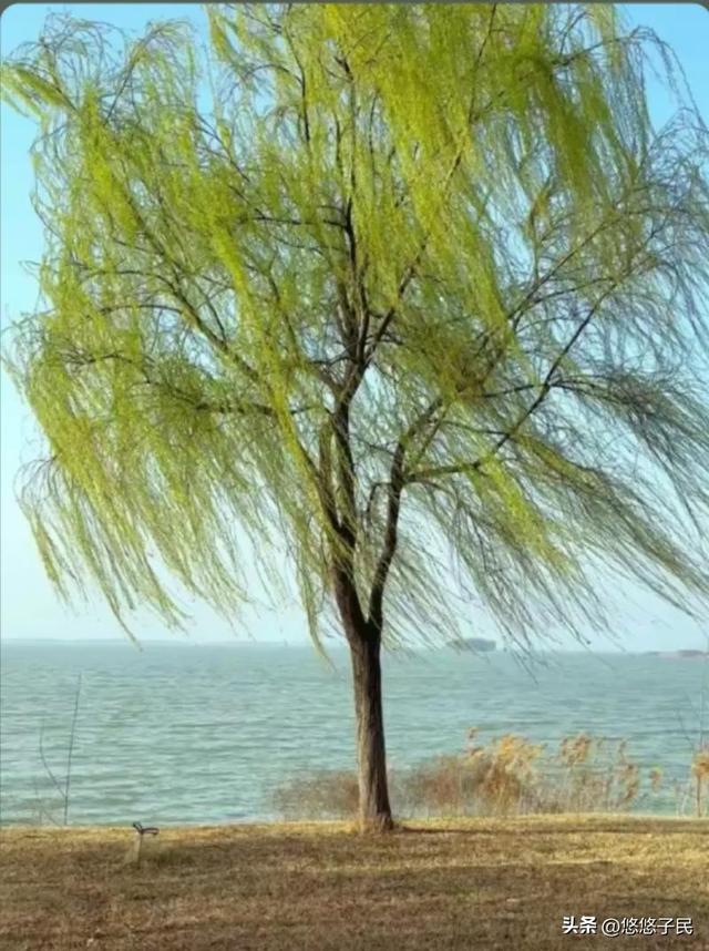 现代诗：一杯相思的酒