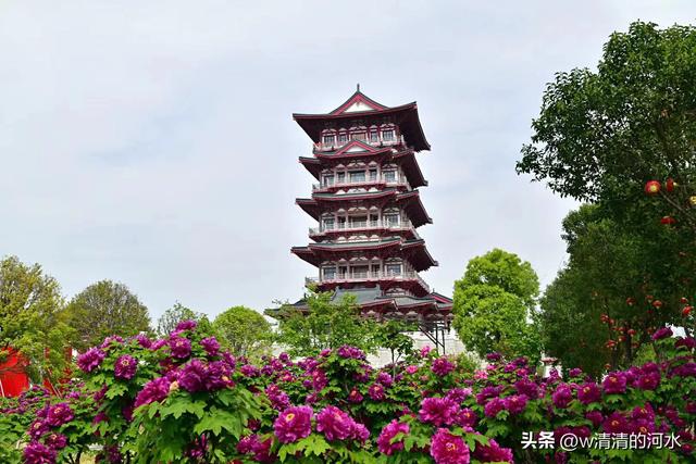 极美洛阳城牡丹迎春吐蕾绽放