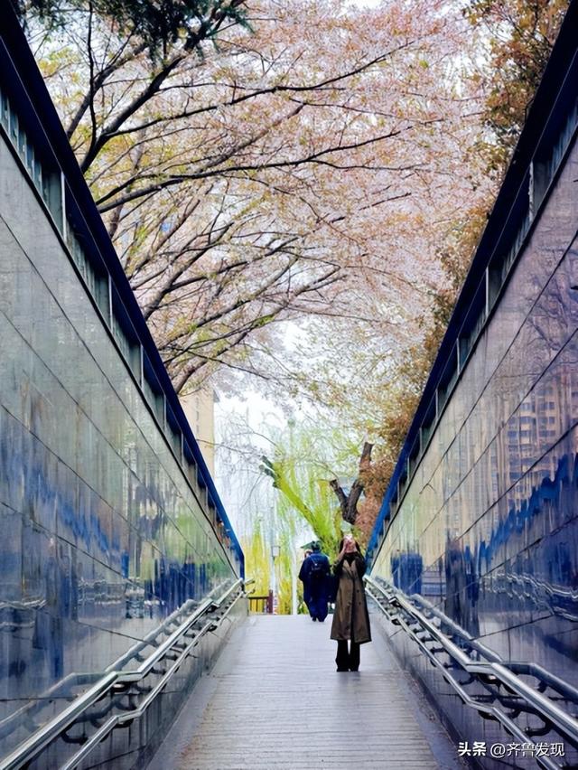 乘着地铁去赏花｜中山公园春日打卡攻略，还有隐藏赏花机位分享