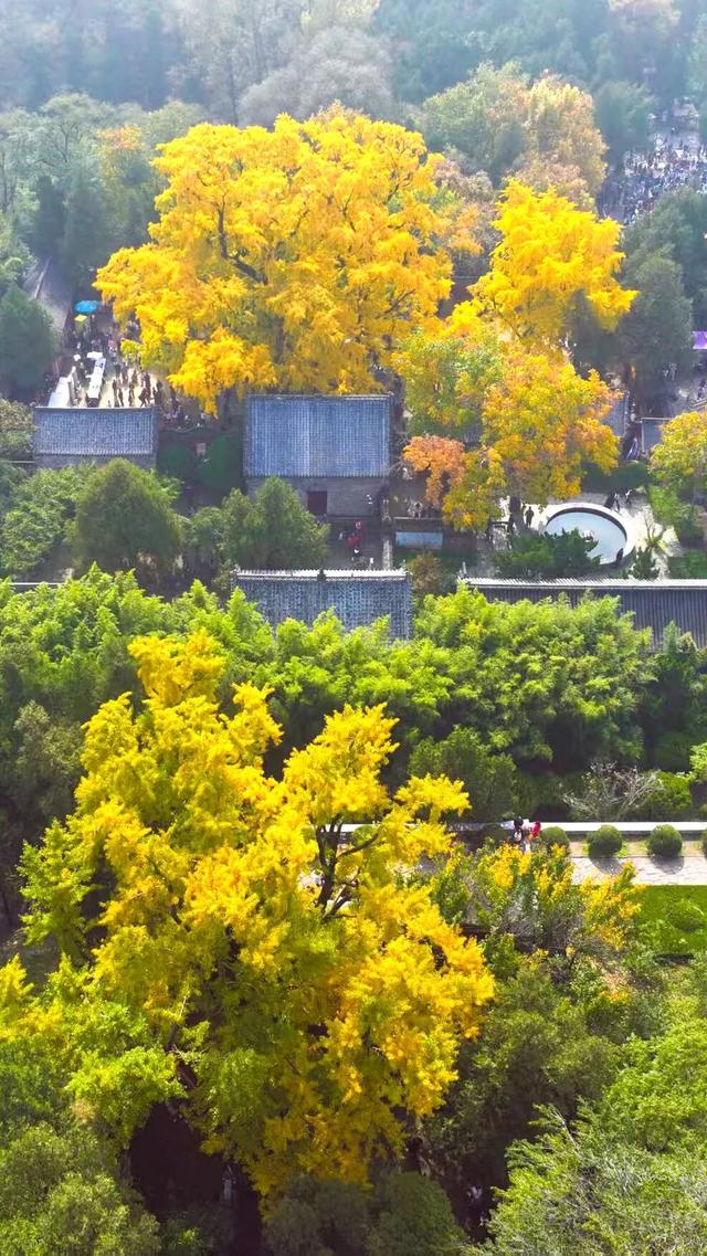 日照深秋“顶流”已就位！这组上新的“屏保”，绝美！