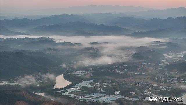 广西融安：朝霞晨雾绘山村美景