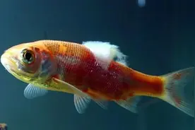 治水霉病用食用盐行吗？鱼水霉病怎么用食盐治疗？看完就明白了图片