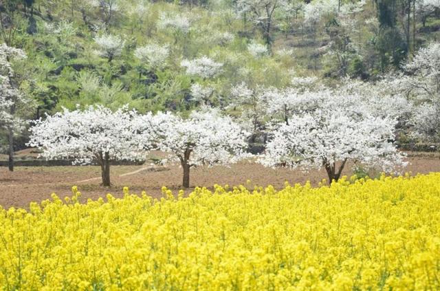 超全！陕西各地春日花海赴约指南
