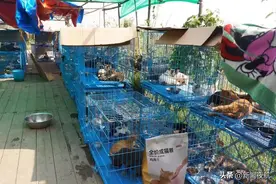 千余只猫被警方截获！险被做成“牛羊肉”图片