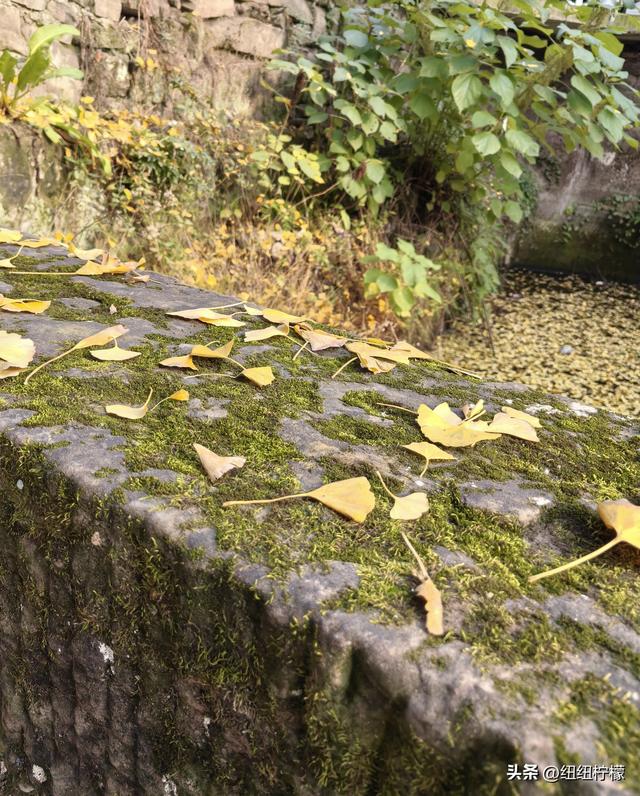 为看金黄美景和红墙，我来北碚静观走一趟，在塔坪寺和思乡台公园