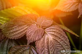 紫苏的主要产地、功效和食用方法图片