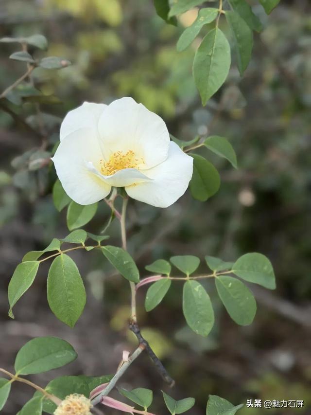 来石屏牛街赴一场与繁花的诗意之约~