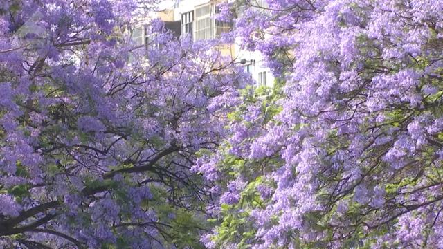 “Color Walk”火了!在昆明,用颜色解锁一座城