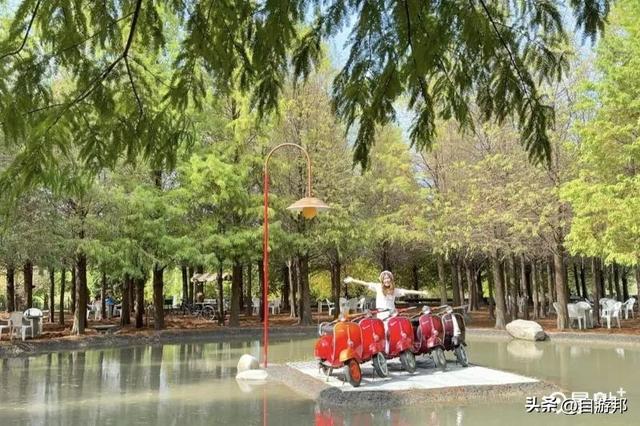 800棵落羽松树海开园了！5大美拍亮点秋冬必打卡