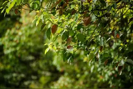 四月，是属于苏州市树——香樟的季节图片