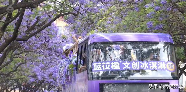已经开始排队了！蓝花楹赏花巴士试运行