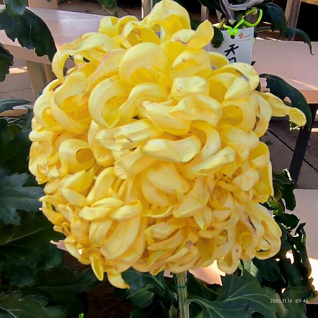 中山公园的菊花