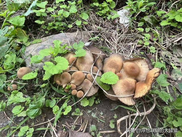 在邹平上回村可以攀爬摩诃峰，但俺没爬，俺买了农家菜打了山泉水