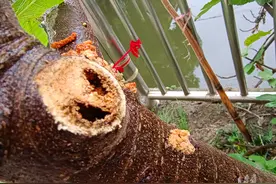 广东一女子在家种无花果，半个月后树竟成了空壳，祸首系这种小虫图片