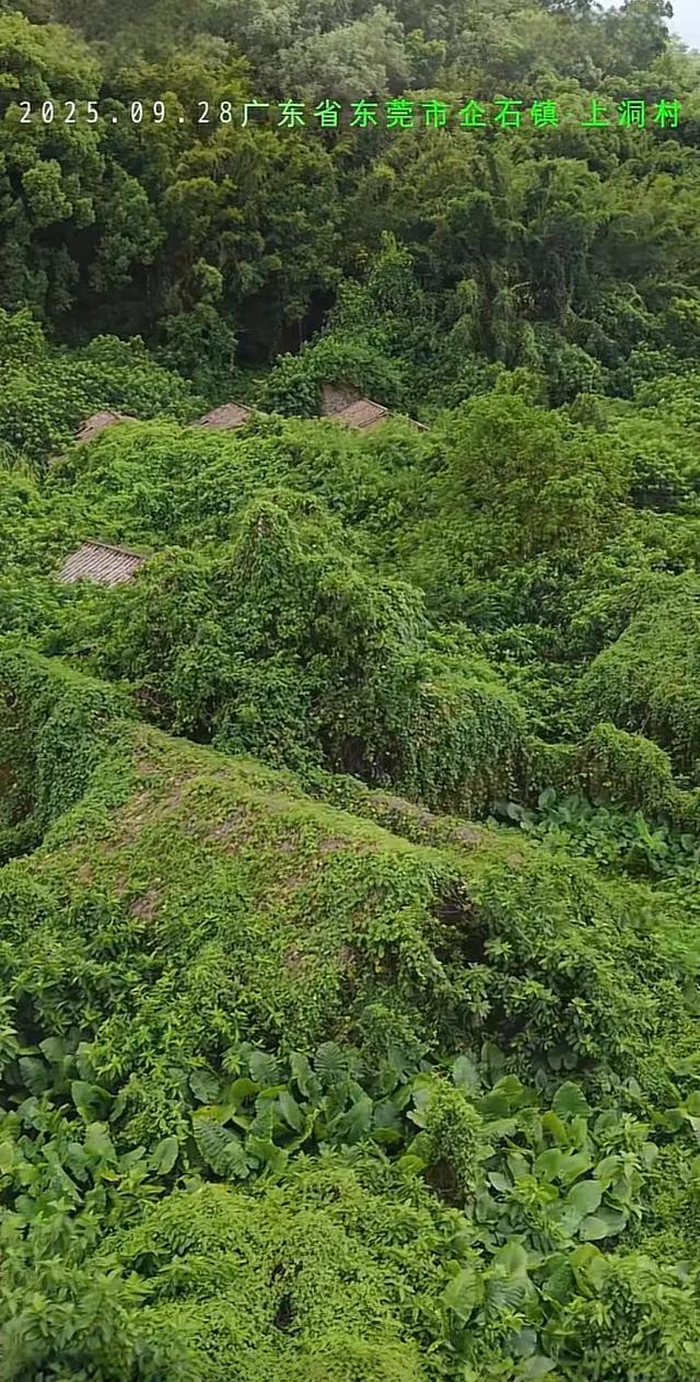 东莞有一处无人村，内部杂草丛生，倍感凄凉，让人觉得惋惜