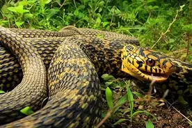 菜花蛇为何是百蛇之王？毒蛇为何会怕它，菜花蛇到底哪厉害了？图片