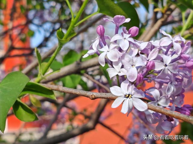 北京公园赏花记