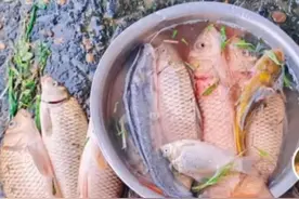 鄱阳湖退水大量鱼搁浅！渔政：不建议捡，禁止买卖图片