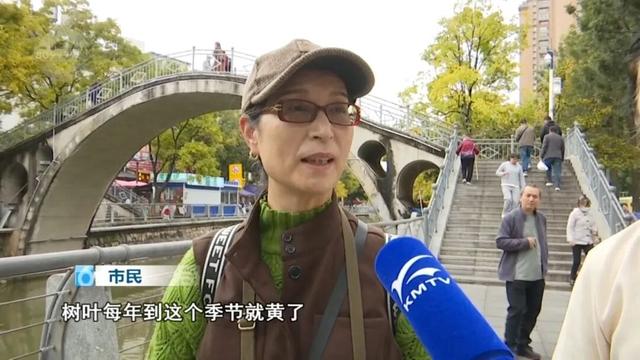 冬天的昆明，盛满了温柔的金黄色