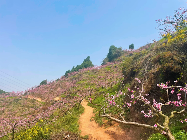 成都龙泉山桃花开了！3条封神徒步赏花路线，照着走不踩雷！