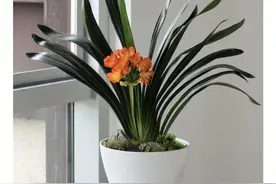 6种花“爱喝醋”，2周一次，叶绿花繁，越用越旺图片