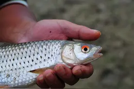 “红眼鱼”是什么鱼？力气是鲤鱼的三四倍，却让钓鱼佬欲罢不能图片