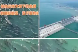 江苏常州河道大鳡鱼泛滥，钓鱼人：最大的将近两米长，重百斤图片