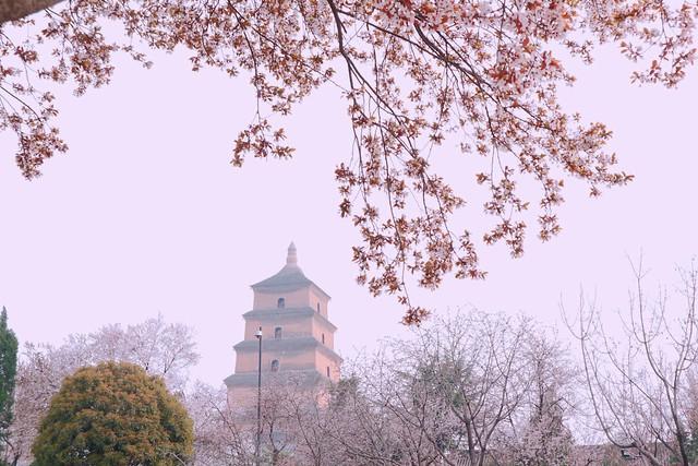 清明最适合去的20个地方大合集，从江南烟雨到塞外杏花，一次看够