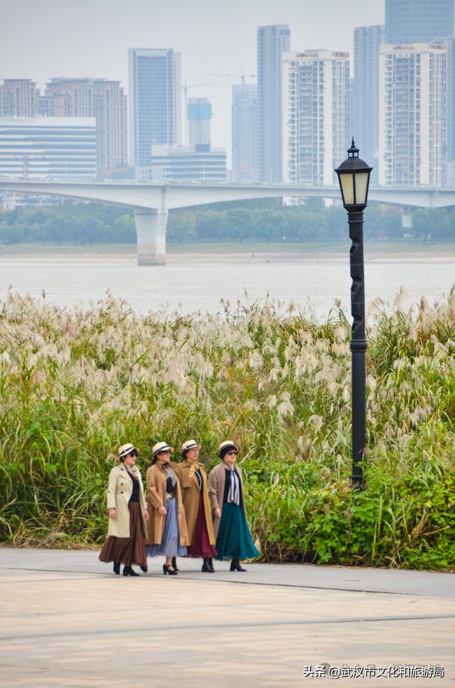 芦花不够看？江滩的银杏已经美疯了！