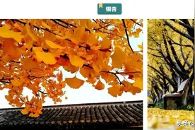 跟着地图去赏花！扬州发布公园秋季赏花指引，约起~图片