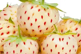 世界十大稀有水果，99%的人没吃超过3种！图片