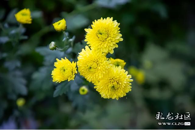 大观公园金秋菊花展掠影（B）