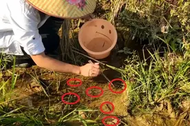 2700元/斤！杭州这东西突然火了！有人靠它做副业，月入上千元；有人直呼“恶心”...图片