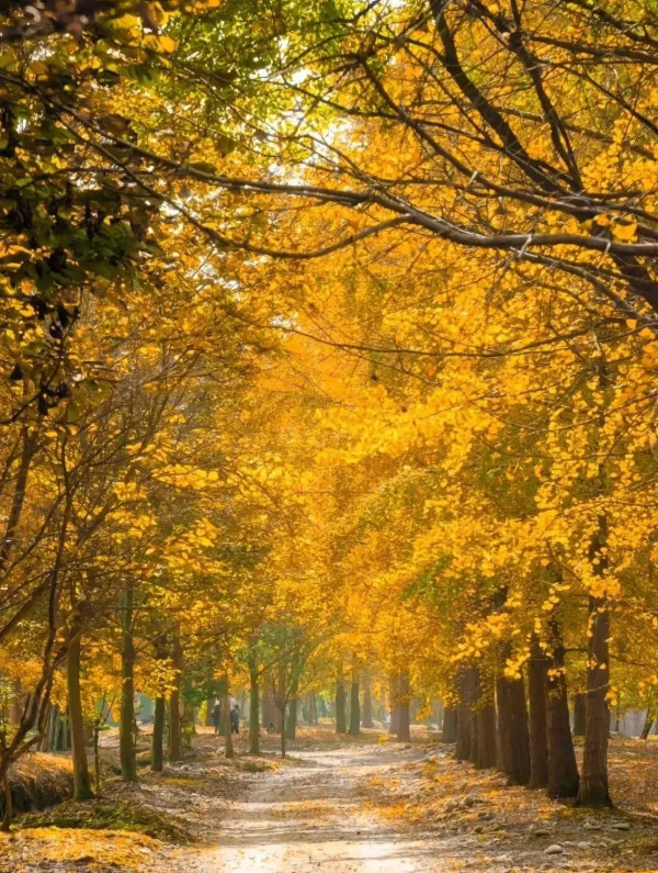 成都周边“天花板”级的银杏园，闯进金色秋日童话世界，拍照超美