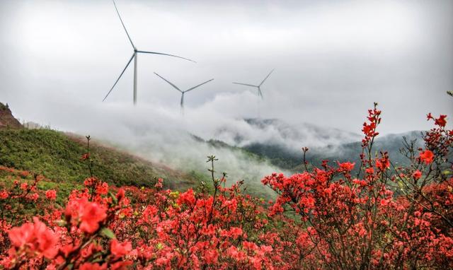 桂林灵川：500余亩杜鹃花海迎春绽放