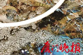 秋吃螃蟹夏吃虾！鲜虾价格较亲民图片