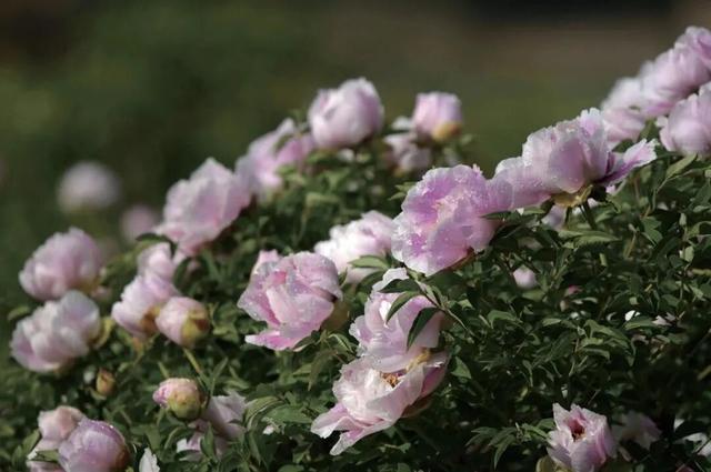 在定西，如果春天有颜色，那一定是______