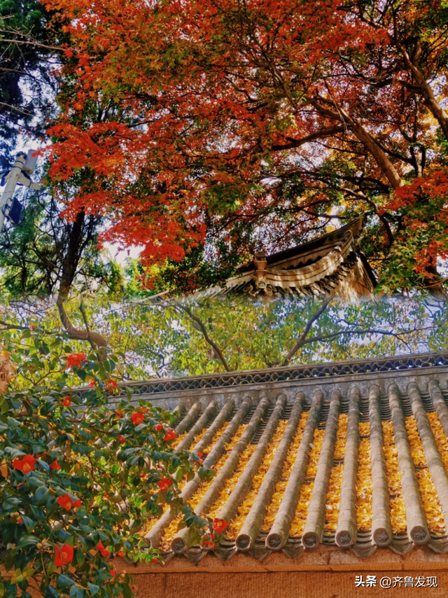 崂山赏秋攻略出炉！快收藏！（内附赏秋地图）