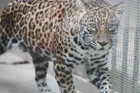 今年春节，郑州市动物园来新朋友了图片