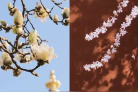 “坐地铁三号线经过虹口足球场，能看到樱花花海……”赏花季，年轻人“新玩法”迭出图片