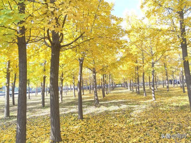 分享你最快捷去黄河千亩银杏林的路线