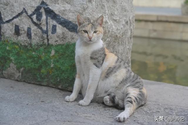 广东富可敌市的千亿镇，藏着一座不容错过的中国历史文化名村！