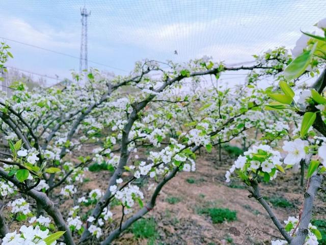 梨花又开放，铁营镇大白张村第三届梨花节邀您共赴春日盛宴！